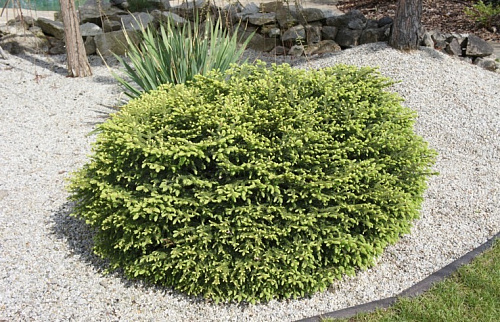 Ель обыкновенная Нидиформис (Picea abies Nidiformis) P10,5 шар 15-20 см.