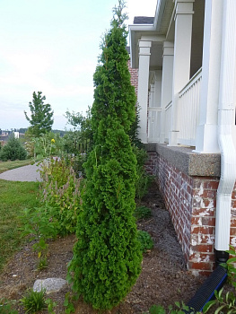 Туя западная Дегрут Спайр (Thuja occidentalis Degroot's Spire) С3 40-50 см