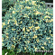Можжевельник чешуйчатый Голден Флейм (Juniperus squamata Golden Flame) P9 10-15 см