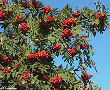 Рябина обыкновенная (Sorbus aucuparia L.) 180-200. 20л