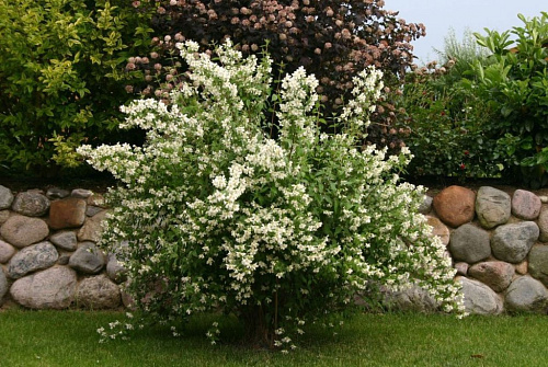 Чубушник (жасмин садовый) Вирджиналь (Philadelphus Lemoinei Virginal) 40-60 см 2/3 вет. А