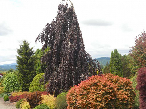 Береза повислая Пурпуреа (Betula pendula Purpurea) С7,5 2м