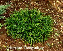 Можжевельник обыкновенный Репанда (Juniperus comm. Repanda) C5 30-40 см В