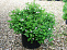 Спирея японская Литл Принцесс (Spiraea japonica Little Princess) С3 