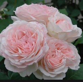 Роза англ. Клэр Роуз (Claire Rose)