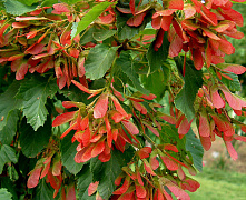 Клен татарский Гиналла (Acer tataricum ginnala) 50-80 см А