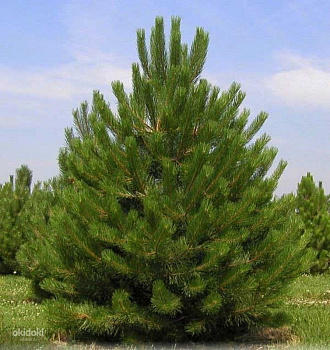 Сосна черная (Pinus nigra) С2 