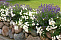Лаванда узколистная Хидкот (Lavandula angustifolia Hidcote Blue) С2