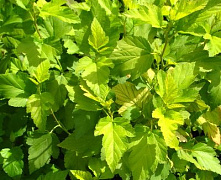 Пузыреплодник калинолистный Наггет (Physocarpus opulifolius Nugget) Р9