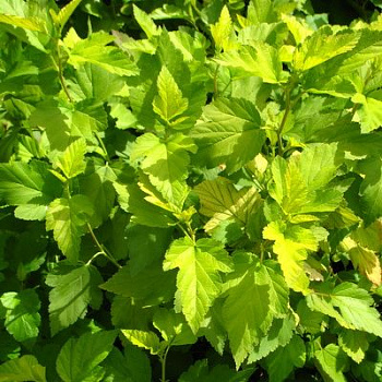 Пузыреплодник калинолистный Наггет (Physocarpus opulifolius Nugget) Р9