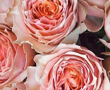 Роза ч/г Лойс Ленд (Lois Lane)