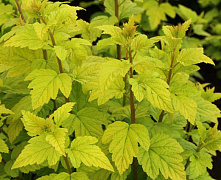 Пузыреплодник калинолистный Лютеус (Physocarpus opulifolius Luteus) С2 30-40см