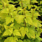 Пузыреплодник калинолистный Лютеус (Physocarpus opulifolius Luteus) С2 30-40см