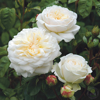 Роза англ. Транквилити (Rosa Tranquillity)