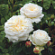Роза англ. Транквилити (Rosa Tranquillity)