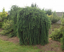 Лиственница японская Пендула (Larix kaempferi Pendula) С5 160-180см штамб