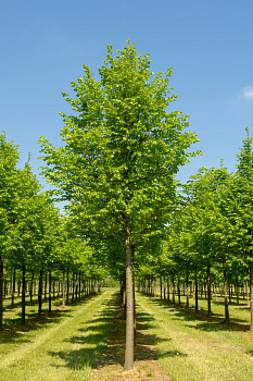 Липа мелколистная (Tilia cordata)