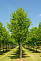 Липа мелколистная (Tilia cordata)