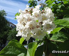 Катальпа бигнониевидная (Catalpa bignonioides)