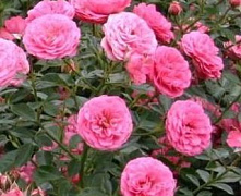 Роза Амулет (Amulett)