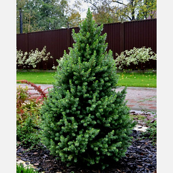 Ель канадская Коника (Picea gl. Conica) С5 70-80см