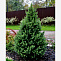 Ель канадская Коника (Picea gl. Conica) С5 70-80см