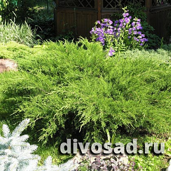 Можжевельник средний Пфитцериана Минт Джулеп (Juniperus pfitzeriana Mint Julep) C3 30-35 А