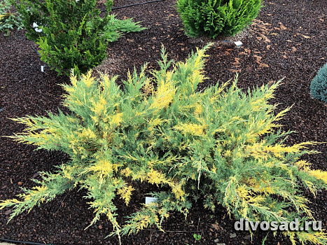 Можжевельник средний Блю энд Голд (Juniperus pf. Blue and Gold) C5 90-100см