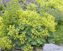 Манжетка мягкая Робустика (Alchemilla mollis Robustica)