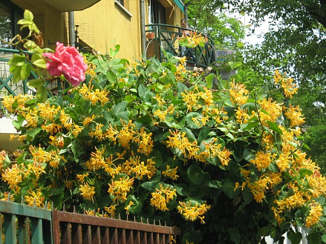 Жимолость Каприфоль (Lonicera caprifolium) 2л/H 0.3 П