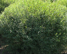 Ива пурпурная Нана (Salix purpurea Nana) С3 40-60 