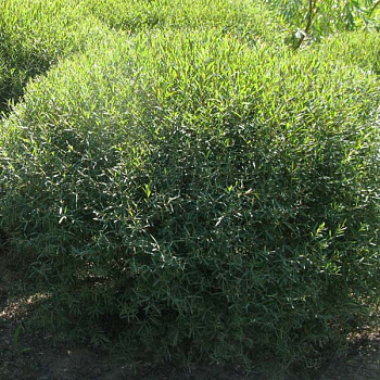 Ива пурпурная Нана (Salix purpurea Nana) С3 40-60 