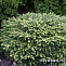 Ель обыкновенная Нидиформис (Picea abies Nidiformis) P10,5 шар 15-20 см.