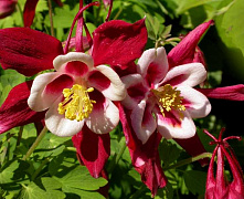 Аквилегия обыкновенная Кримсон Стар (Aquilegia vulgaris Crimson Star) С3