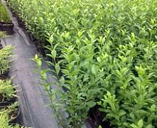 Бирючина обыкновенная  (Ligustrum vulgare) 30-50 см В