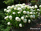 Гортензия древовидная Стронг Анабель (Hydrangea arborescens Anabelle) С5 40-60 см