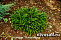 Можжевельник обыкновенный Репанда (Juniperus comm. Repanda) С3 10-15 см