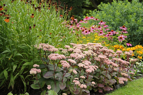 Очиток видный Матрона (Sedum spectabile Matrona, розов, средний), 2-3л