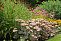 Очиток видный Матрона (Sedum spectabile Matrona, розов, средний), 2-3л