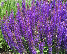 Шалфей дубравный Сенсейшн Дип Блю (Salvia n. Sensation® Compact Deep Blue) р9