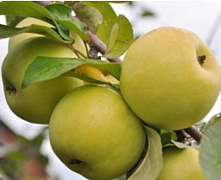 Яблоня Антоновка (зима)