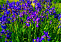 Ирис сибирский Ширлей Поуп (Iris sib. 'Shirley Pope)С1\С3
