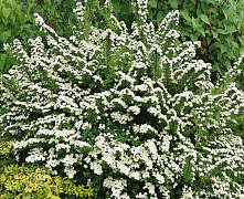 Спирея ниппонская Сноумаунд (Spiraea nipponica Snowmound) Р9 П