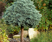 Можжевельник чешуйчатый Блю Стар (Juniperus squamata Blue Star) C26 Штамб 