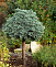 Можжевельник чешуйчатый Блю Стар (Juniperus squamata Blue Star) C26 Штамб 