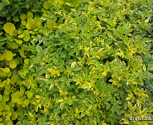 Дерен белый Гоучаулти (Cornus alba Gouchaultii) 60-80 см 2/3 вет. А