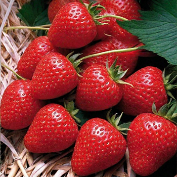 Земляника садовая (клубника) в ассортименте р9 (Сирия, Клэри, Азия, Фрида)