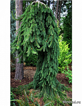 Ель обыкновенная Фробург (Picea abies Froburg) С5  50-60см