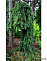 Ель обыкновенная Фробург (Picea abies Froburg) С5  50-60см