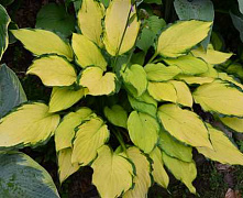 Хоста Леди Гуиневре (Hosta Lady Guinevere)(M)
